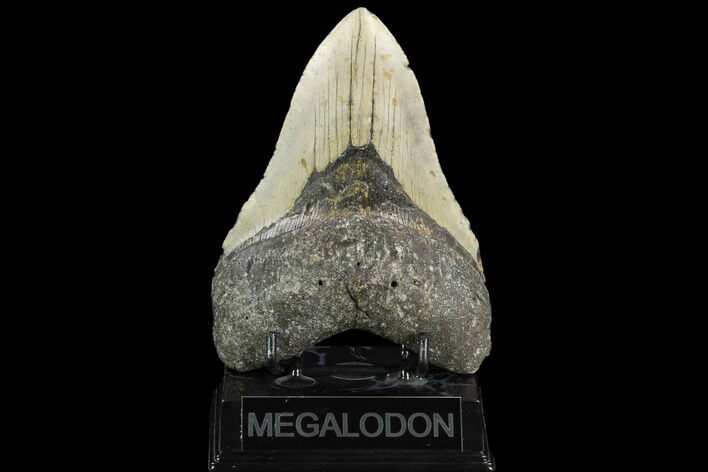 Fossil Megalodon Tooth - North Carolina #124428